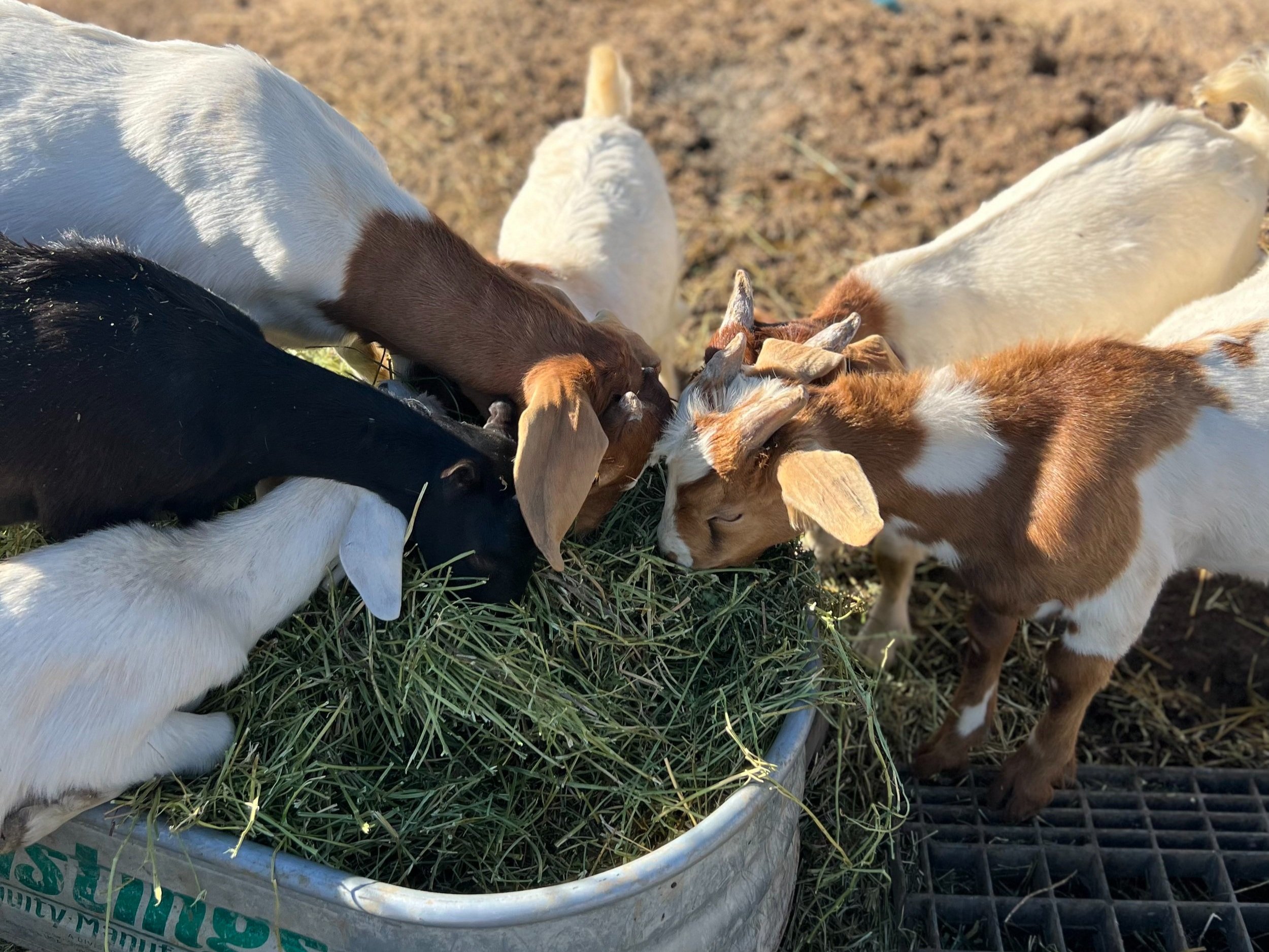 A group of goats, including black, brown, and white varieties, feeding on hay from a metal trough in a sunny pasture. The scene captures the goats' playful interaction as they enjoy their meal.