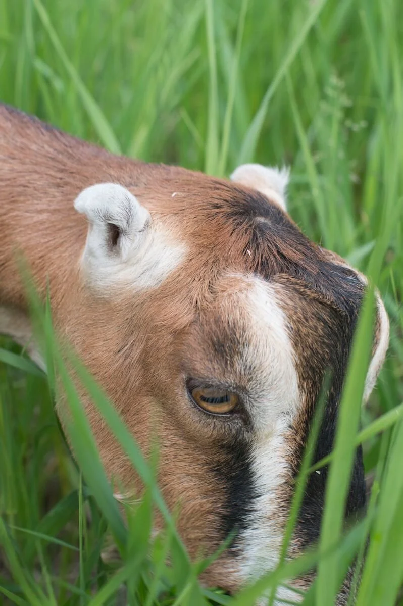heatherische-pj22015 Close-up of a brown and white goat grazing in tall green grass, showcasing its distinctive features and natural habitat. Ideal for agriculture and animal care content.